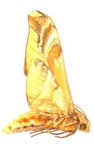 LEPIDOPTERA, SPHINGIDAE