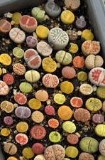 Lithops Rare Living Stones Plant Succulent Cactus Fresh 20 Viable Seeds