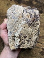 Huge Triceratops Skull Bone Fossil Hell Creek Montana Dinosaur