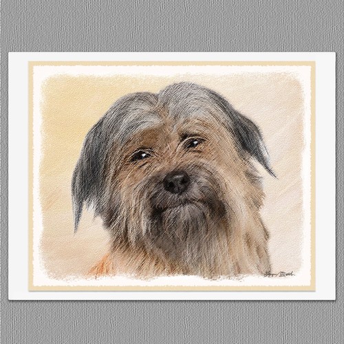 Pyrenean shepherd dog - 6,