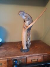 Taxidermy small stoat weasel beech marten Super Cute Unusual Curio Squirrel 