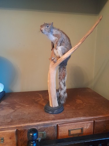 Taxidermy small stoat weasel