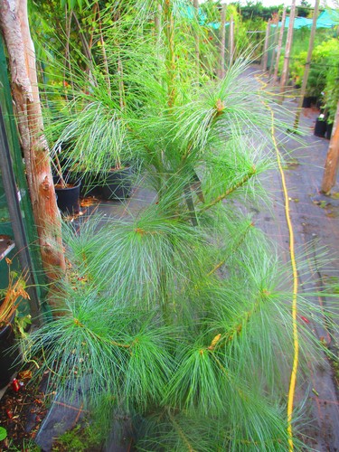 5ft weeping - weeping, himalayan