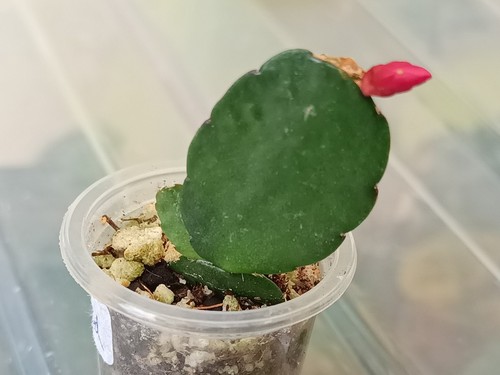 Rhipsalidopsis gaertneri - rhipsalidopsis,