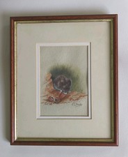 Framed Original Watercolour "Bank Vole" By R.E.Brindley H30 W25 cm VGC