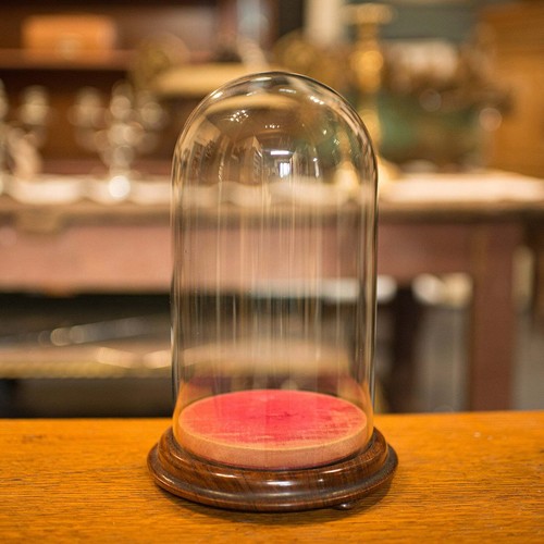 Antique display dome english - display,