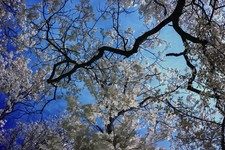 Modified Nikon D90 camera