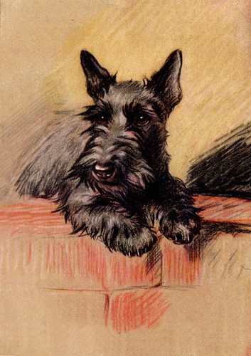 Scottish terrier dog greeting - scottish,