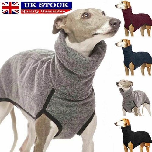Pet dog winter - winter, high