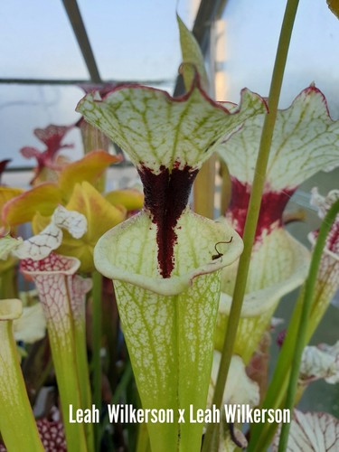 Sarracenia leah wilkerson - (leah,