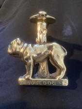 Gorgeous English bulldog Brass