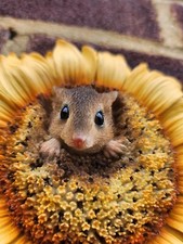Harvest Mouse In Sunflower
