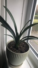 Vibrant Orange Clivia Minita -