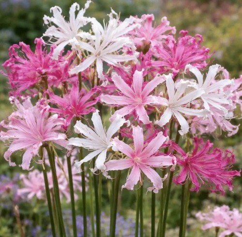 Nerine pink and - x,