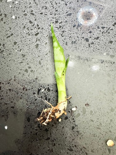 Live plant snake - snake,