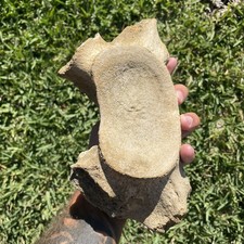 LEVIATHAN WHALE ATLAS