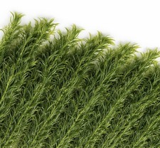 Elodea densa oxygenating - x,