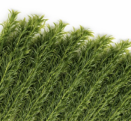 Elodea densa oxygenating - 10,