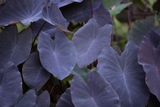 Colocasia black magic - black, magic|taro