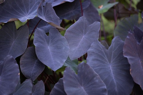 Colocasia black magic taro - black, magic|taro