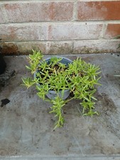 Delosperma, Trailing Ice plant in 13cm pot approx. Pink