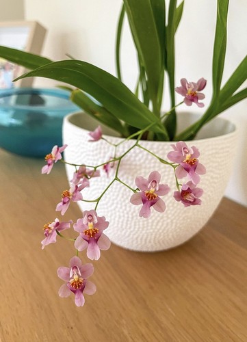Oncidium twinkle surprise - oncidium,