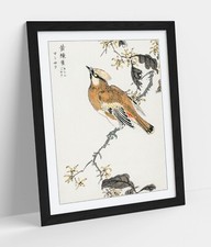 NUMATA KASHU, EASTERN WAXWING