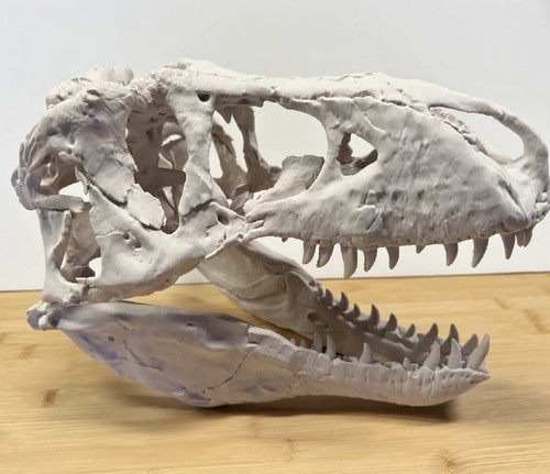 Rex dinosaur skull replica - dinosaur,