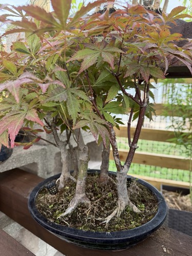 Japanese maple acer pre bonsai - acer, pre-bonsai