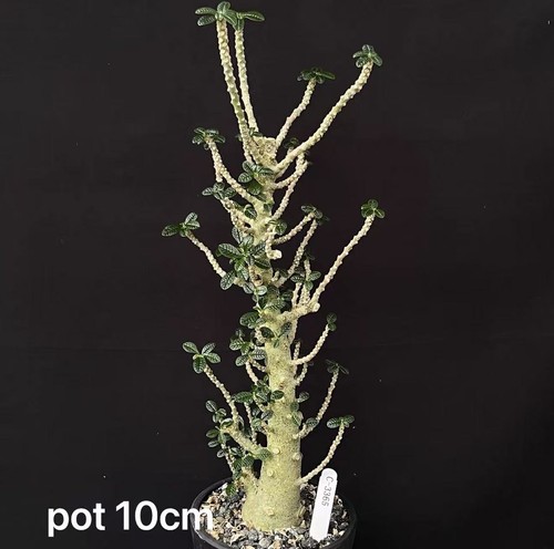 Livesucculent plant dorstenia - livesucculent,