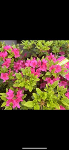 Large evergreen pink azalea - evergreen,