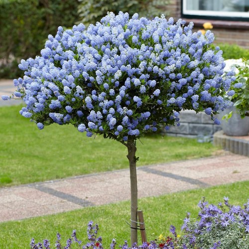 Large 90cm tall hardy - large,