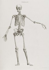 SKELETON ANATOMY VINTAGE
