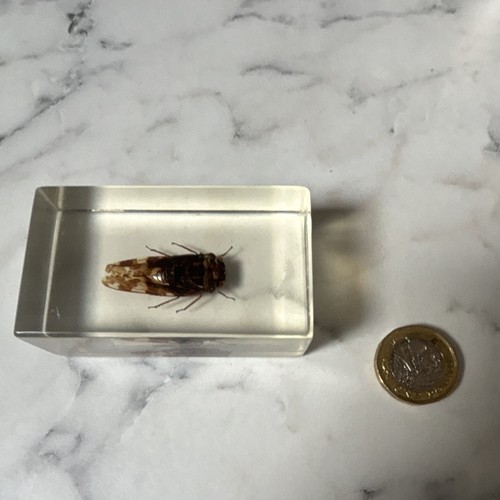 National geographic bug - geographic,