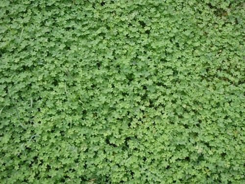 Micro clover grass seeds - micro,