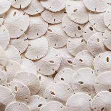 Sand Dollars 50pcs - Under 1"