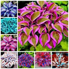 100PCS Coleus blue White Hosta