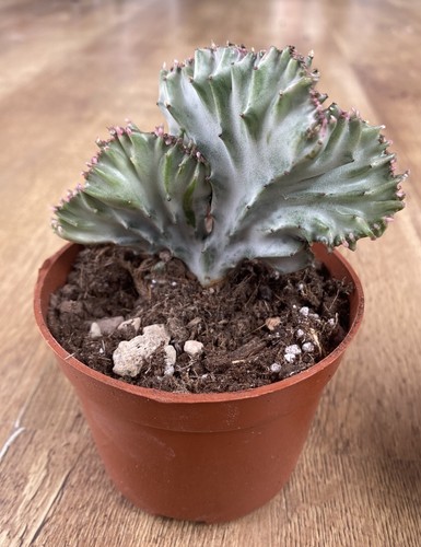 Euphorbia lactea variegated - lactea,