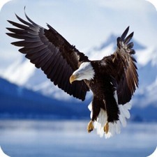 Bald Eagle Birds Square