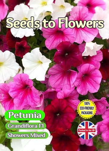 Petunia cascading grandiflora - cascading,