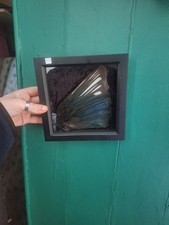 Taxidermy Magpie Wing Framed