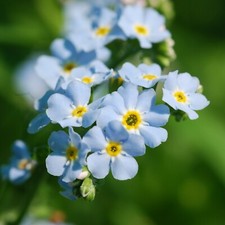 Myosotis Palustris Pond Plant in 9cm Pot - Blue Flowering Water Forget-Me-Not
