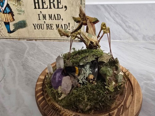 Lynns creations taxidermy - lynns,