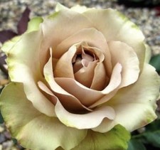 HYBRID TEA ROSE ‘AMNESIA’ BARE ROOT GARDEN ROSE,PERNNIAL PLANTS 