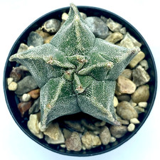 Astrophytum myriostigma Kikko