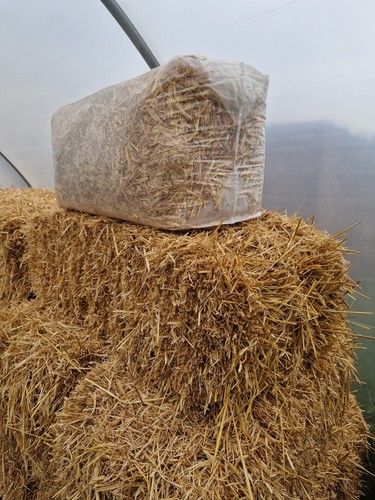 Pet animal barley - #pet,