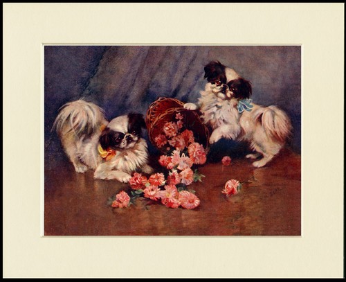 Japanese chin dog - chin, print