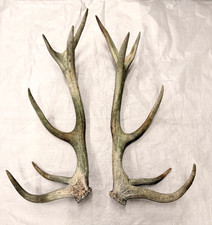 set of real stag antlers