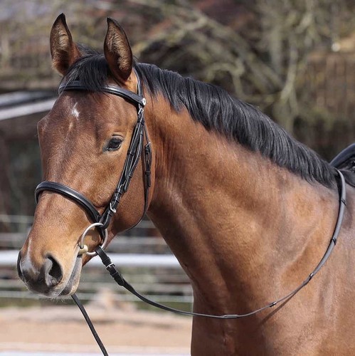 Barefoot devon bridle - barefoot,