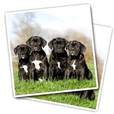 2x Vinyl Stickers Cane Corso